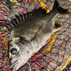 ヘチってきました