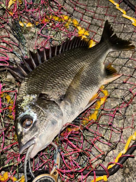 ヘチってきました