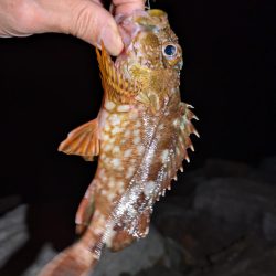 隠岐の島釣行ラスト