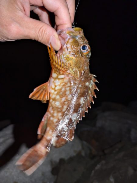 隠岐の島釣行ラスト