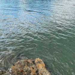 姫路周辺秋イカ調査