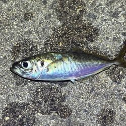 姫路離島アジング｜シーズンオフ！