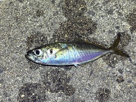 姫路離島アジング｜シーズンオフ！