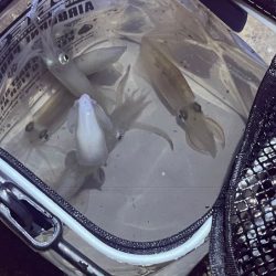 姫路離島ケンサキイカ｜ハズレ年ながら一瞬の時合いで！