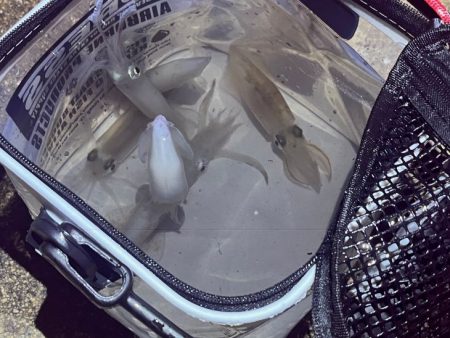 姫路離島ケンサキイカ｜ハズレ年ながら一瞬の時合いで！