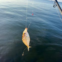 渋いけどサイズアップして楽しめた!