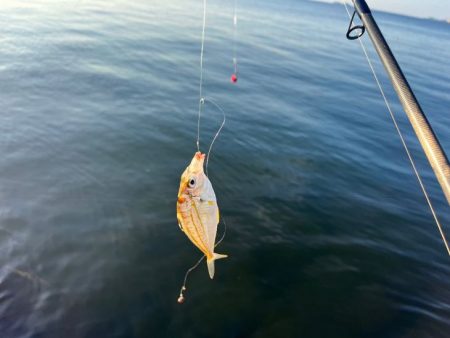 渋いけどサイズアップして楽しめた!