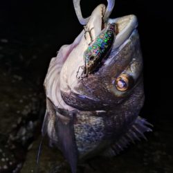 今日も短時間チヌトップ😁