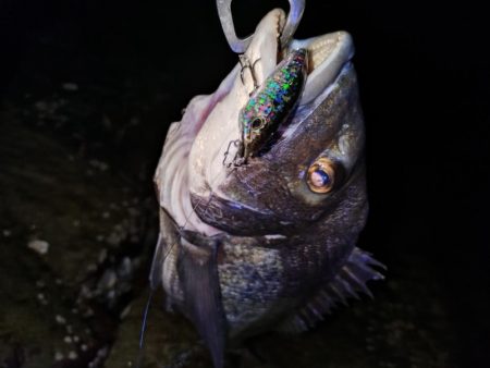 今日も短時間チヌトップ😁