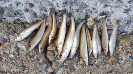 キスが釣りたくて