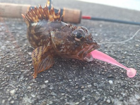 ロックフィッシュ釣行