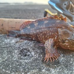 ロックフィッシュ釣行