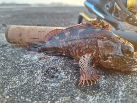 ロックフィッシュ釣行