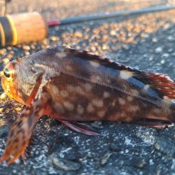 ロックフィッシュ釣行