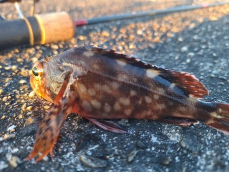 ロックフィッシュ釣行