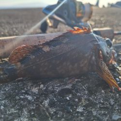 ロックフィッシュ釣行
