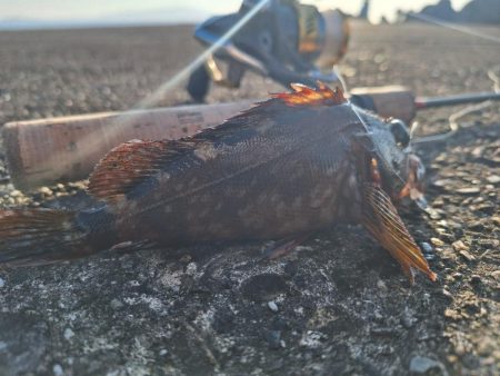 ロックフィッシュ釣行