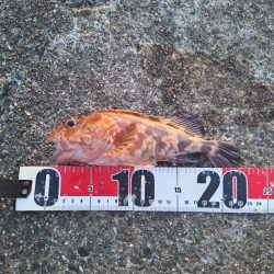 ロックフィッシュ釣行