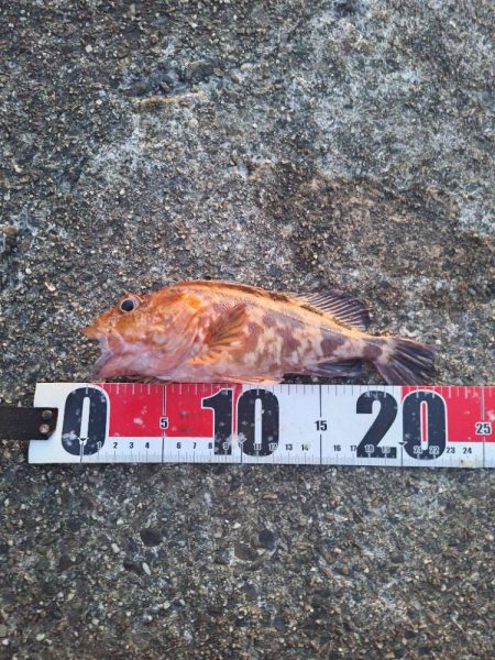 ロックフィッシュ釣行
