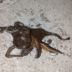 まだまだいける！