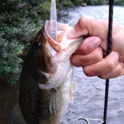 放流バスに遊んでもらいました