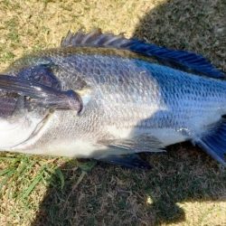 エギング&チニング