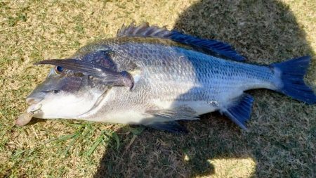 エギング&チニング