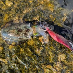 ハタゲーム&エギング