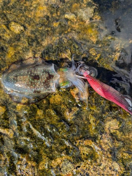 ハタゲーム&エギング