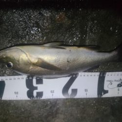 イサキと外道達