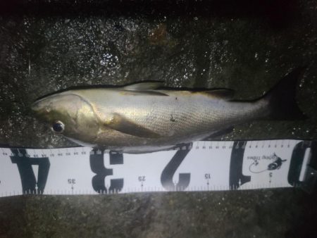 イサキと外道達