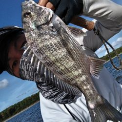 チヌとセイゴ釣れました。