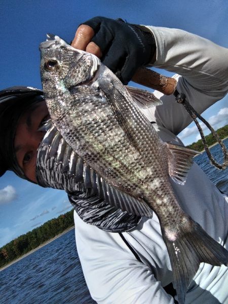 チヌとセイゴ釣れました。