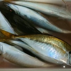 荒天前アジング