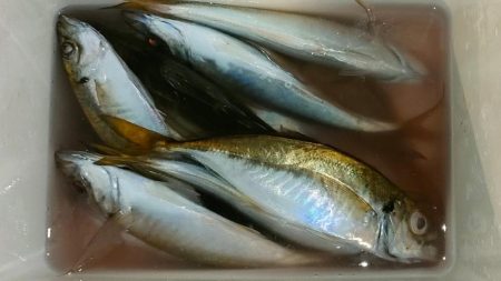 荒天前アジング