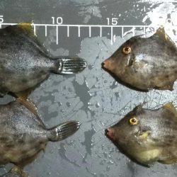 波止カワハギ開幕戦