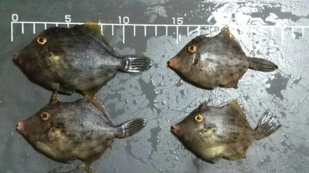 波止カワハギ開幕戦