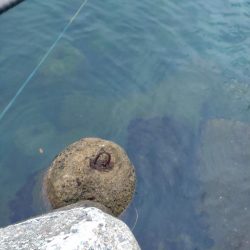 アオリイカ、キジハタ、キュウセン