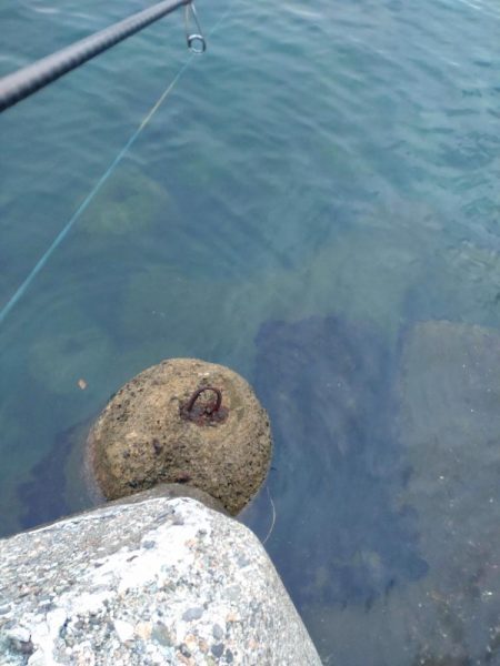 アオリイカ、キジハタ、キュウセン