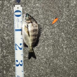 チニングに新たな武器?!