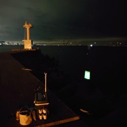 お盆明けタチウオ調査🎣