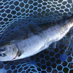 イトウが釣れた！ ～フィシングパーク高島の…