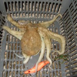 夕方からのタコ爆乗り