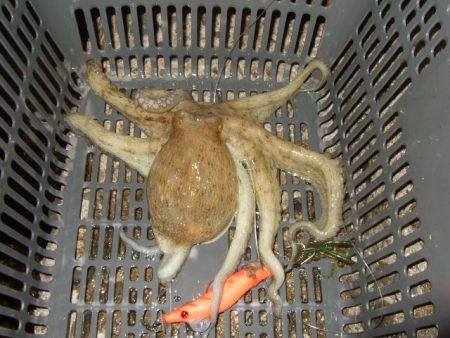 夕方からのタコ爆乗り