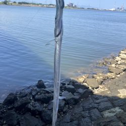 チニングでマゴチ