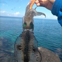 沖縄でエギング