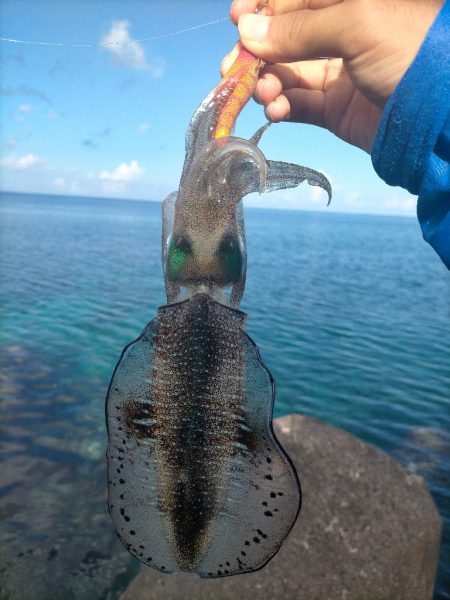 沖縄でエギング