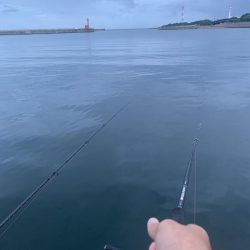 【過酷】エサなしサビキ