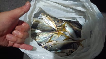 2024/08/11 南港ライトゲーム釣行…