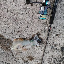 新子アオリ狩り@鹿児島